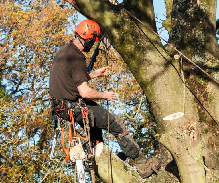 Nos conseils pour réussir la taille des arbres à Pacé